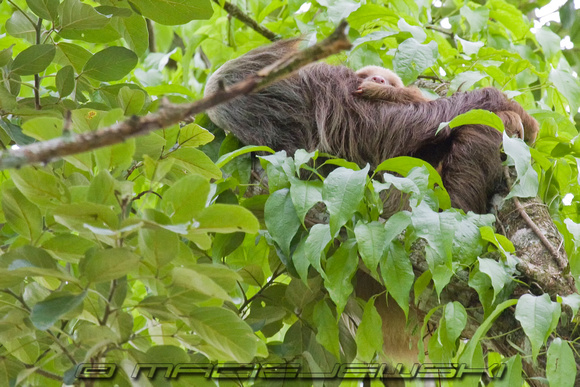 Hoffmann's Two-Toed Sloth w/ Infant