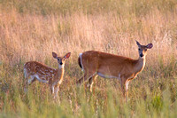 Doe and her Fawn