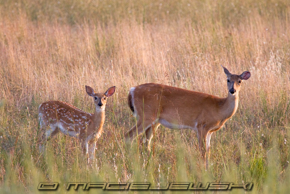 Doe and her Fawn