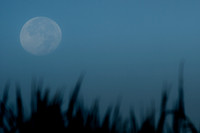 Harvest Moon setting over sea grass