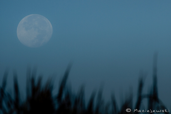 Harvest Moon setting over sea grass