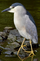 Cape May Zoo ~ 6.14.12